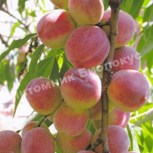 Персик колоновидный Роман