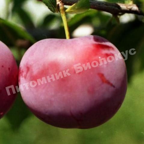 Алыча Генерал