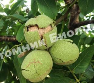 Грецкий орех Каларашский