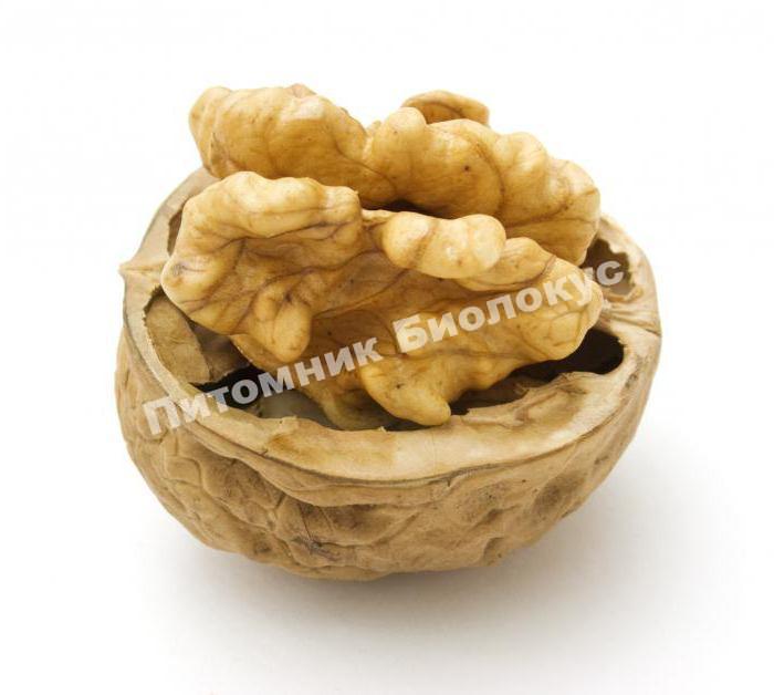 Грецкий орех Байконур