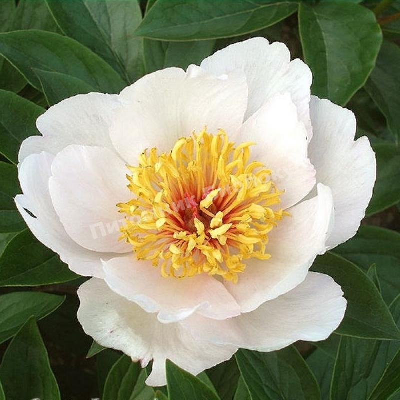 Пион травянистый Реквием