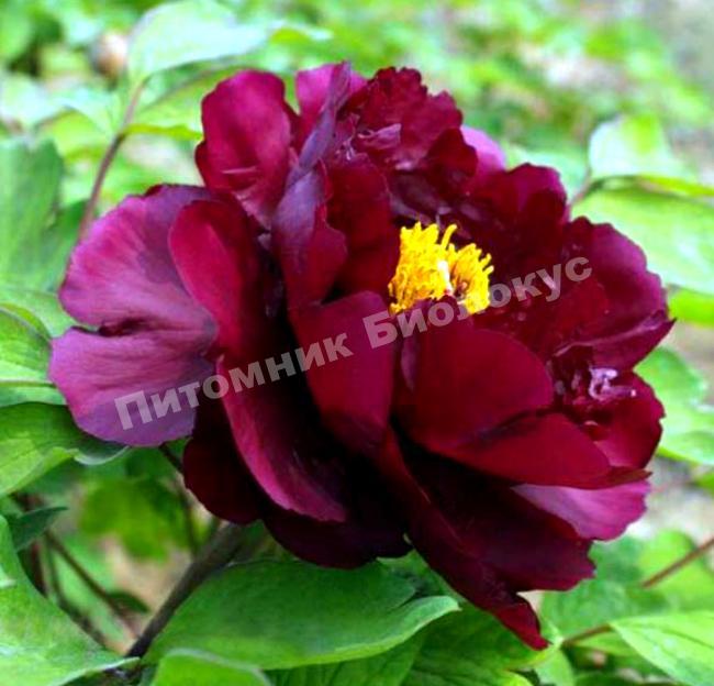 Пион травянистый Бьюти