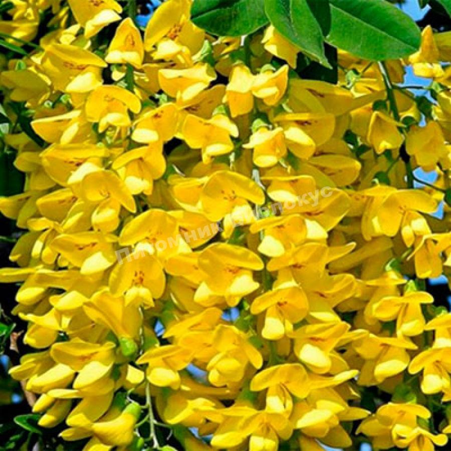 Бобовник альпийский Ауреум