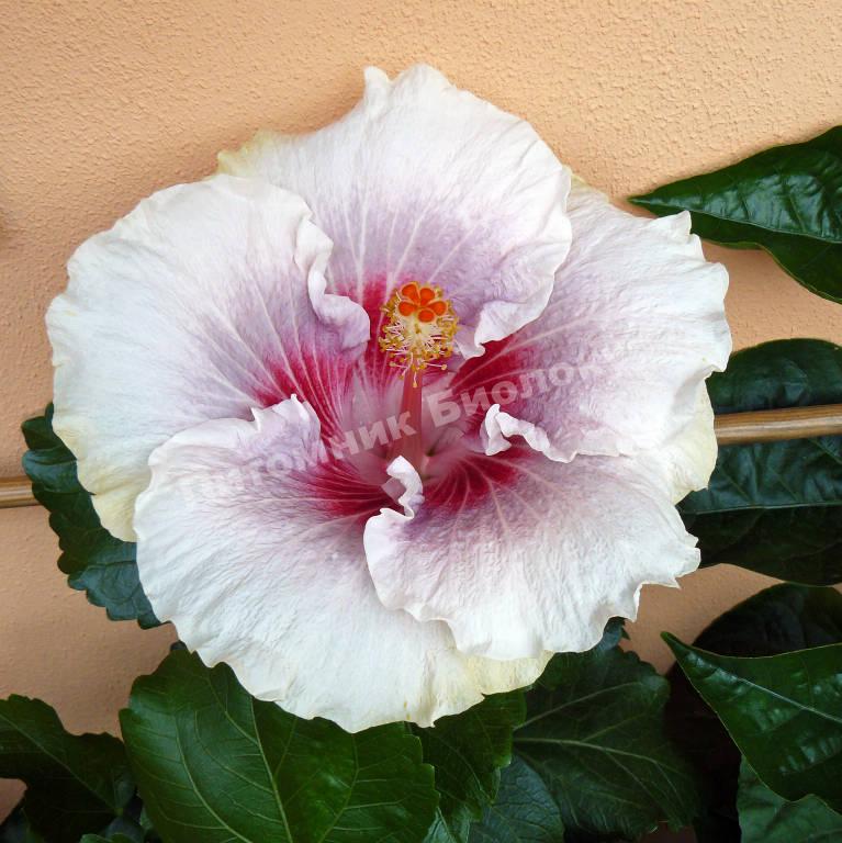 Гибискус Гейша Биколор