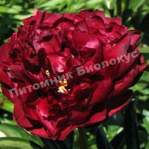 Пион травянистый Фолкон