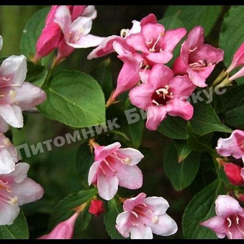 Вейгела гибридная Стириака