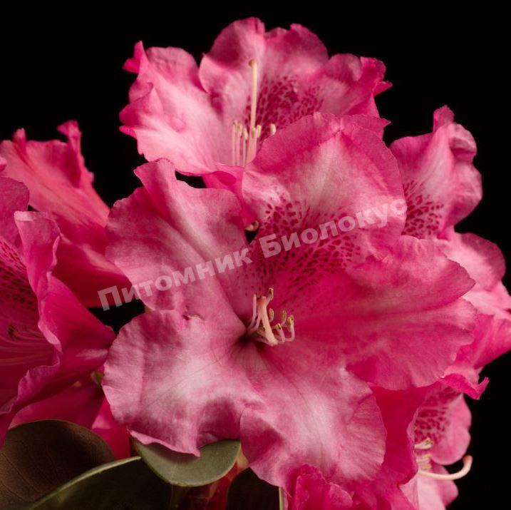 Рододендрон Гартендиректор Глокер