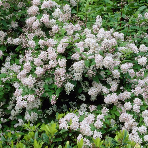 Дейция гибридная Монт Роуз