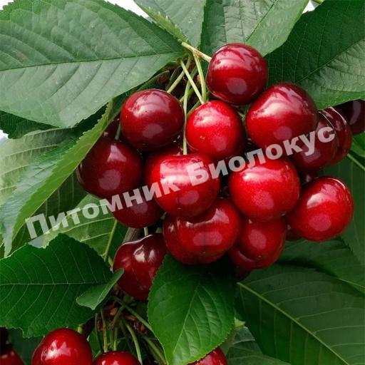 Черешня Московская красная