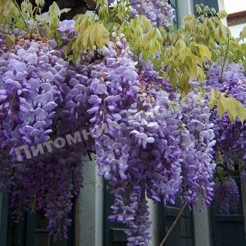 Глициния кустарниковая Лонгвуд Пурпл