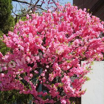 Миндаль трехлопастной штамбовый