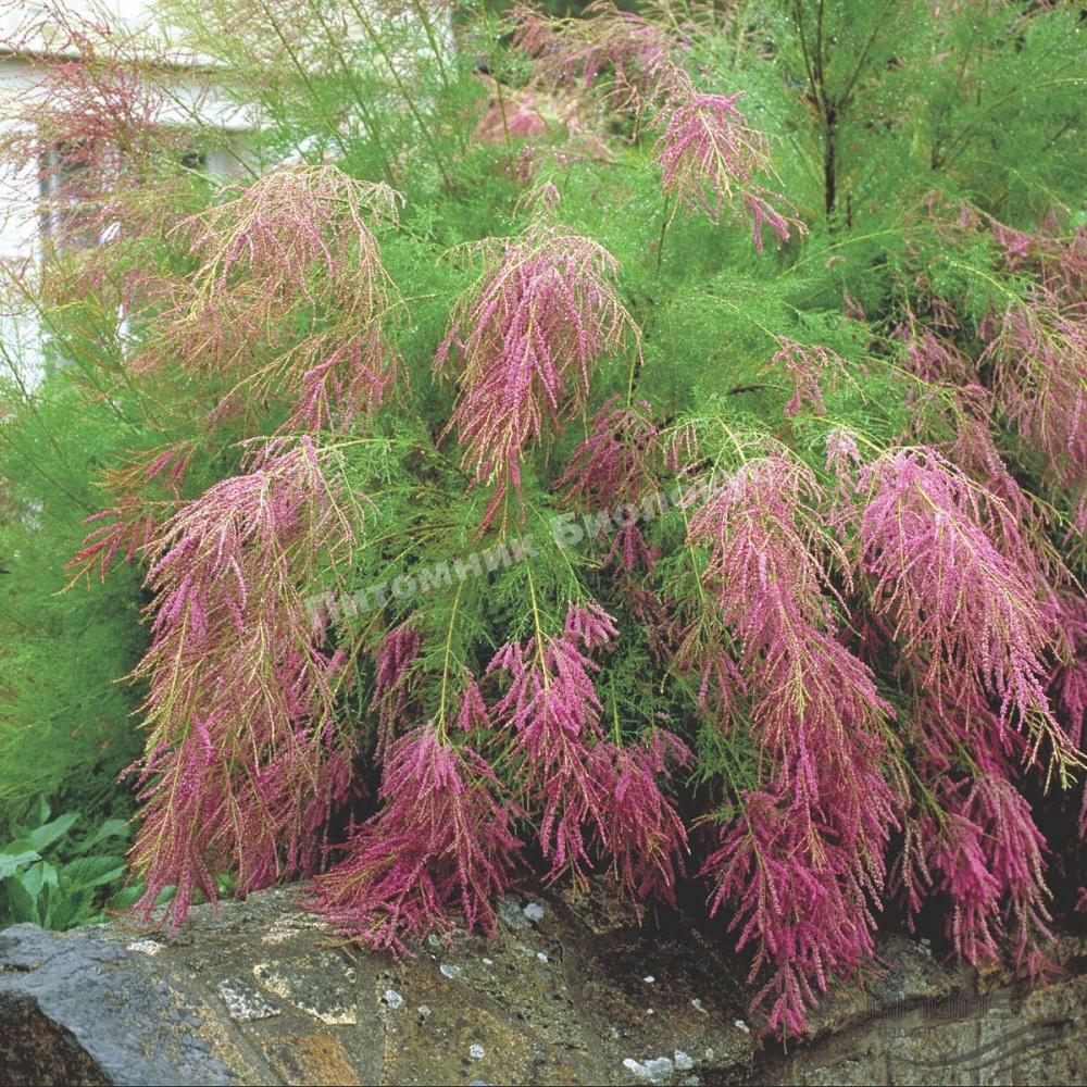 Тамарикс ветвистый Рубра