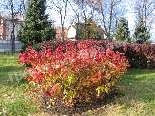 Спирея японская Макрофилла