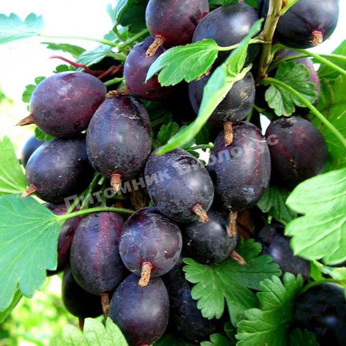 Крыжовник Черный Негус