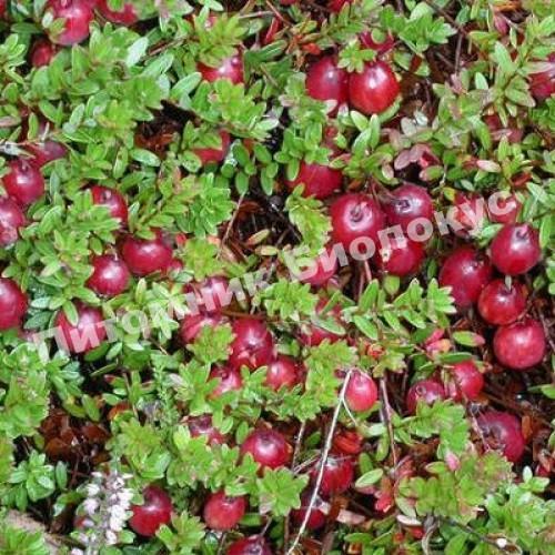 Клюква крупноплодная Пилигрим
