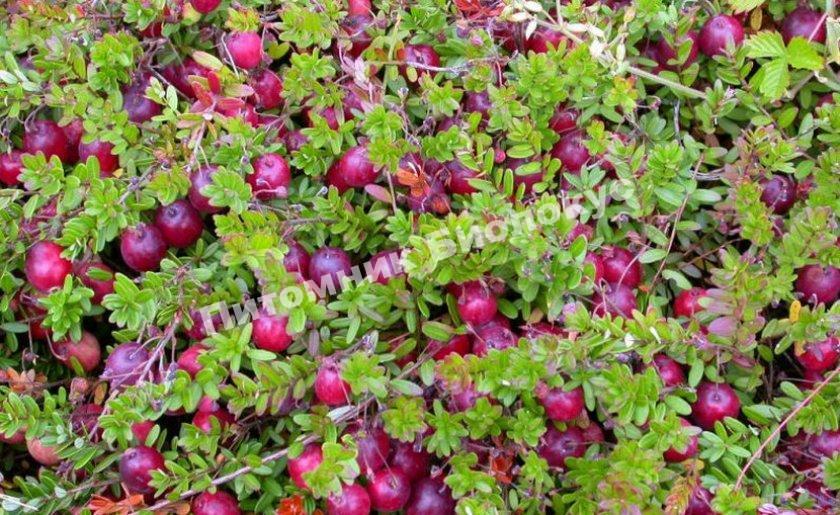 Клюква крупноплодная Северянка