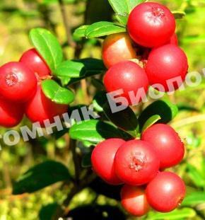 Клюква крупноплодная Макро Говес
