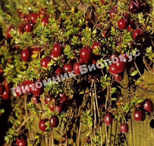 Клюква крупноплодная Ред стар