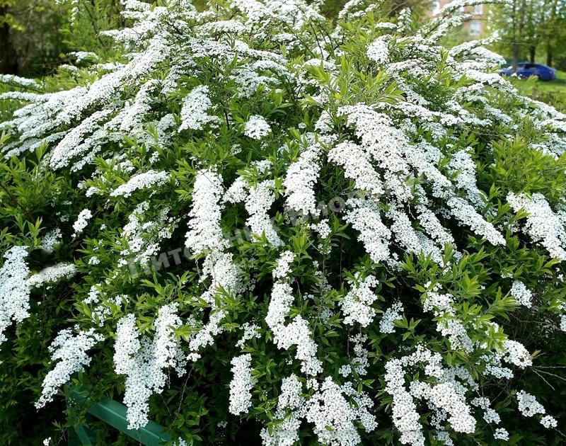 Спирея Белая Невеста