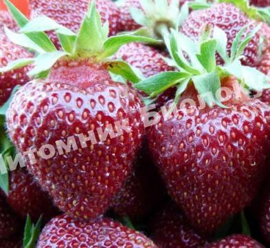 Клубника Черный Принц