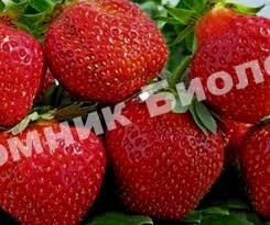 Клубника Зефир