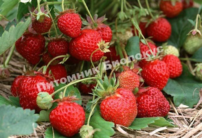 Клубника Остара