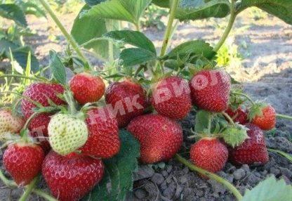 Клубника Мармелад