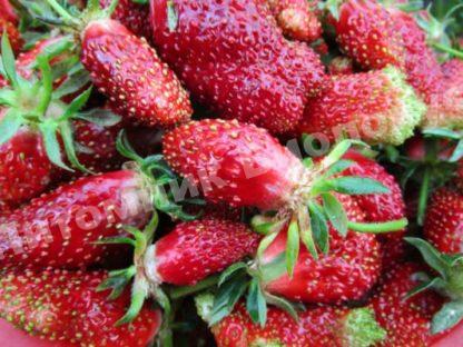 Клубника Купчиха