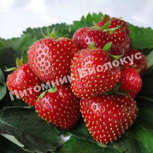 Клубника Кент