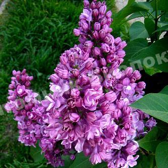 Сирень обыкновенная Мишель Бюхнер