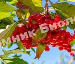 Калина Шукшинская