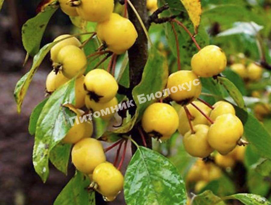 Яблоня Китайка желтая
