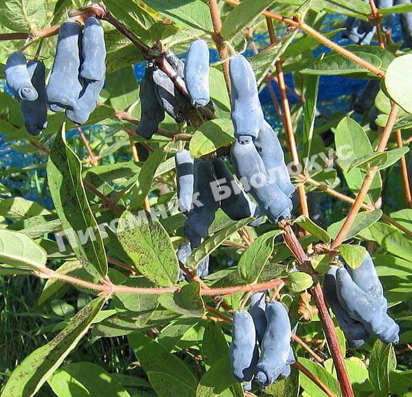 Жимолость Нимфа