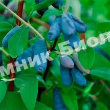 Жимолость Лакомка