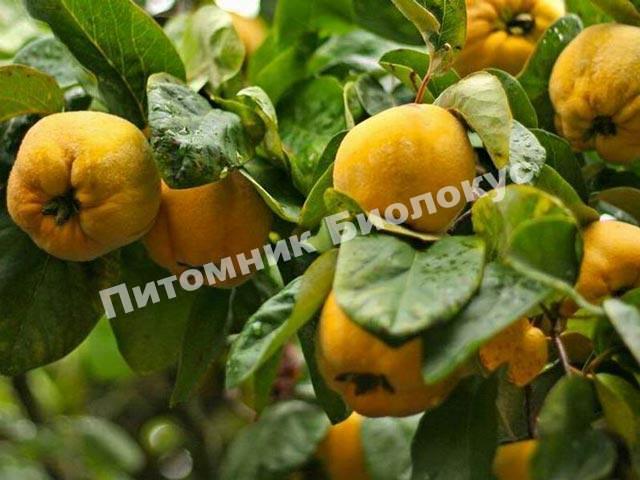 Айва обыкновенная Португальская