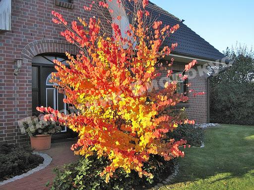 Багрянник японский