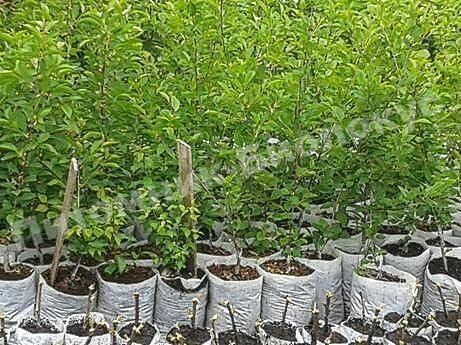 Вишня плакучая