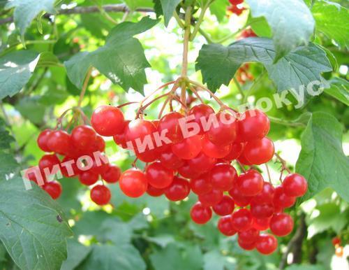 Калина Красная