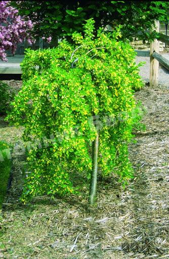 Карагана гривастая