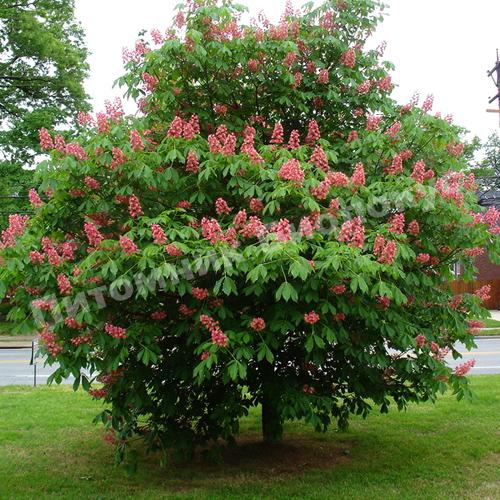 Каштан конский розовый