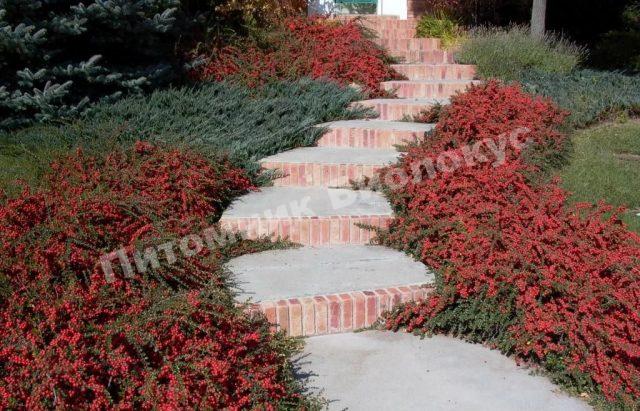 Кизильник горизонтальный