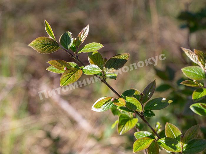 Кизильник радость