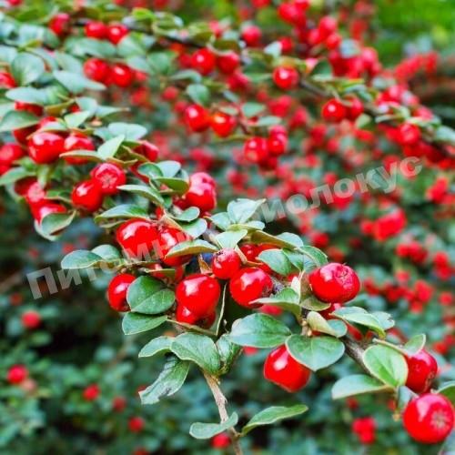 Кизильник блестящий