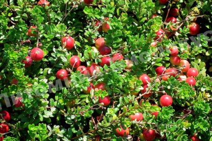 Клюква Хотавецкая