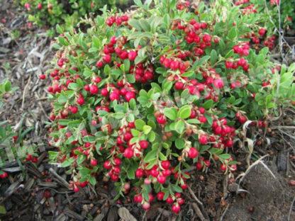 Клюква крупноплодная Коралл