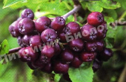 Рябина Ликерная
