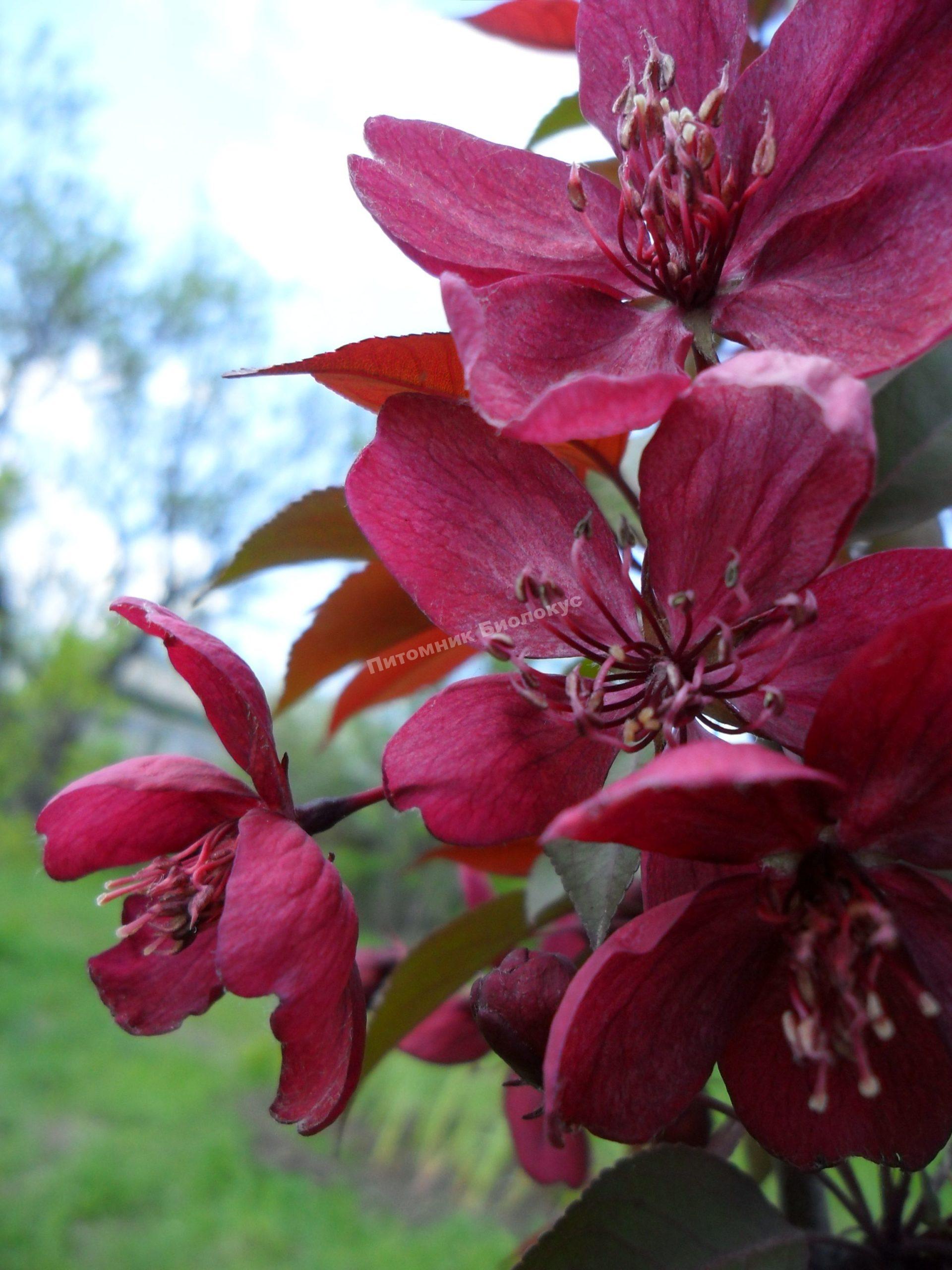 Яблоня Роялти