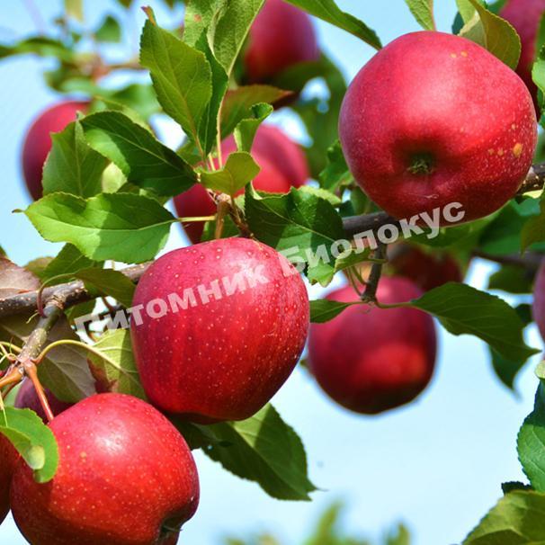 Яблоня Веньяминовское
