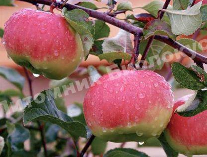 Яблоня Богатырь