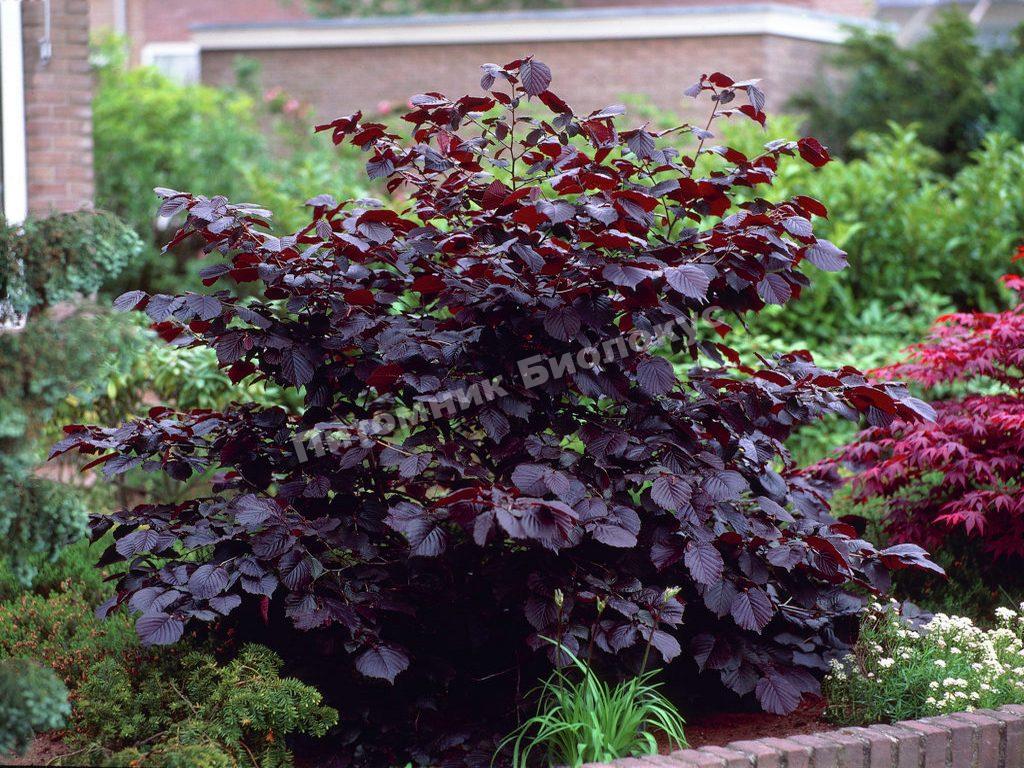 Лещина пурпурная